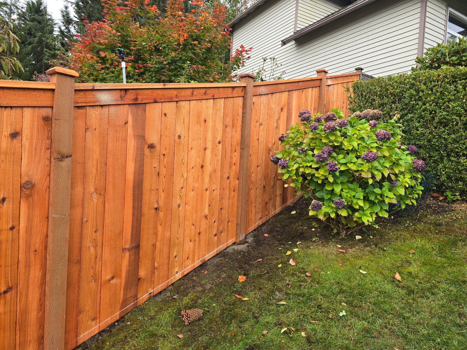 Modified cedar picture frame privacy fence with gate installed in Federal Way, WA, photo 04